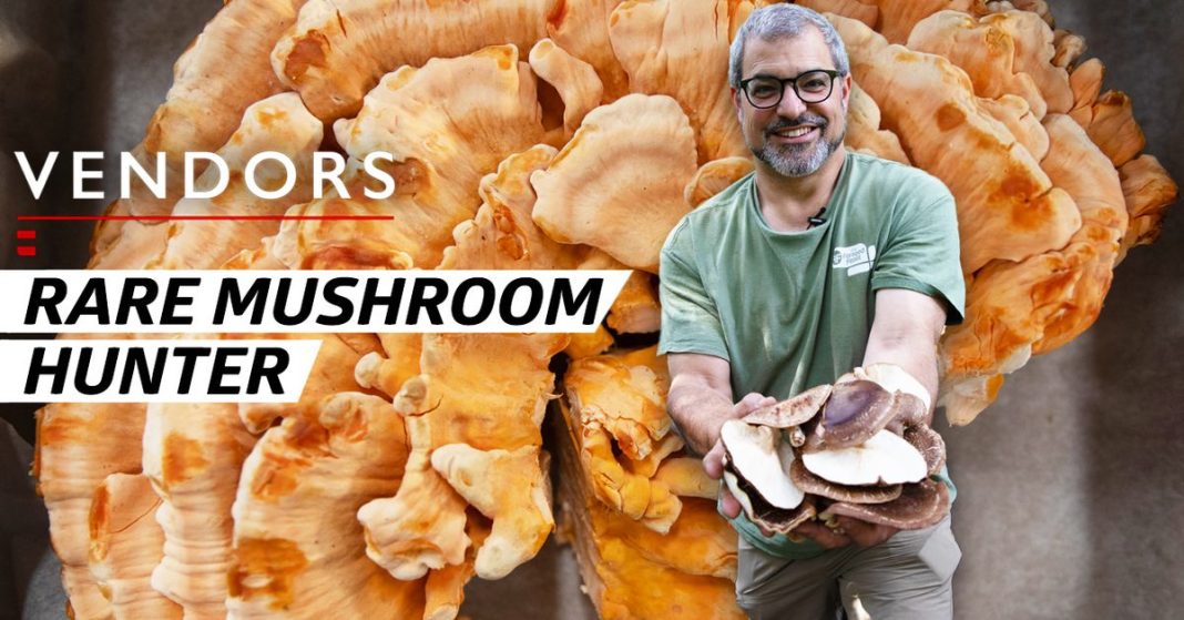 how-expert-foragers-cultivate-shiitake-mushrooms